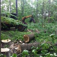 Land Clearing Crew image 1